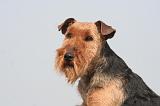 WELSH TERRIER 046